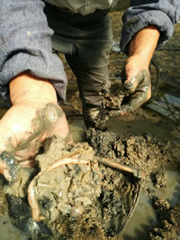 釣りえさ養殖事業